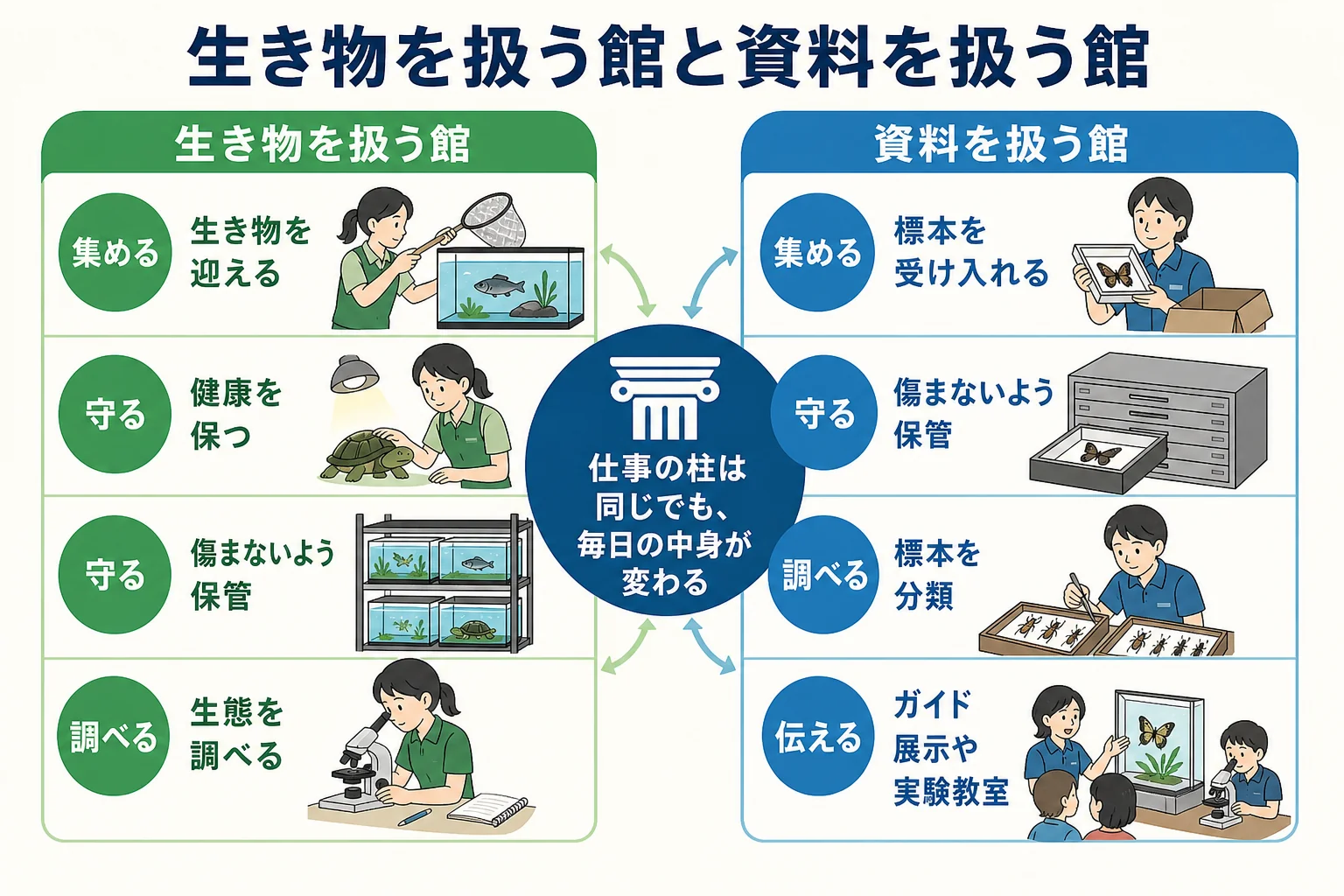 生き物を扱う館と資料を扱う館で学芸員の仕事がどう違うかを比べた図解